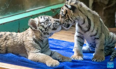 Newly Born Bengal Tiger Quintuplets To Make Debut In Guangzhou Global