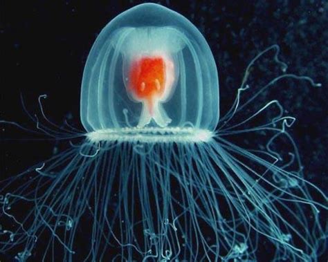 The Doctor Who Of The Deep Sea The Jellyfish That Never