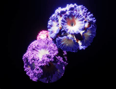 Undersea Flower On Behance