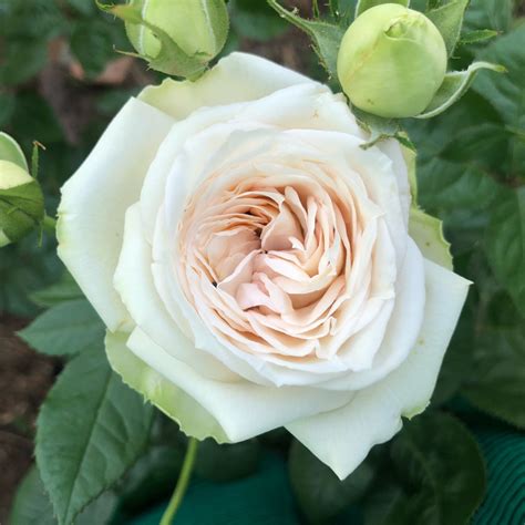 Rosa Madame Anisette Hybrid Tea Rose Madame Anisette In Gardentags