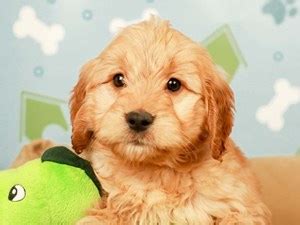 Beautiful, farm raised f1 goldendoodle puppies born december 12. Goldendoodle Puppies For Sale | Available in Phoenix ...