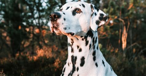 5 Of The Most Popular Dalmatian Mixed Breeds