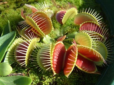 25 Sementes Dionaea Planta Insetívora Carnívora Dioneia R 13 99 Em Mercado Livre