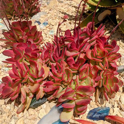 Crassula Platyphylla F Variegata Mountain Crest Gardens™