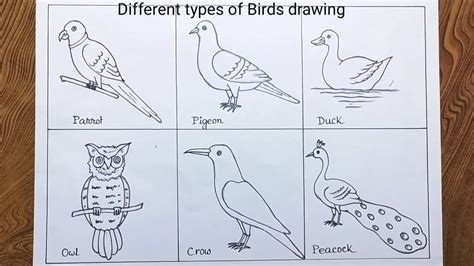 Different Types Of Birds Drawing How To Draw Different Types Of Birds