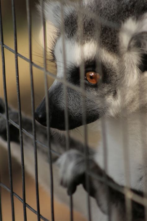 Animal Behind Bars Free Stock Photo Public Domain Pictures