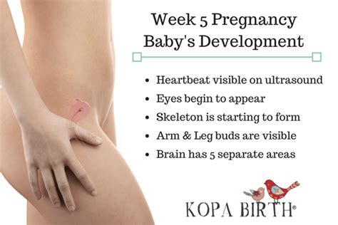 Week 5 Pregnancy Symptoms Due Date And Baby Kopa Birth