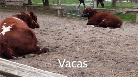 ANIMALES DE LA GRANJA | DE PASEO CON AMIGUITOS123 - YouTube