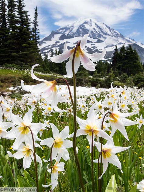white avalanche lily flowers bloom spray park mount rainier national