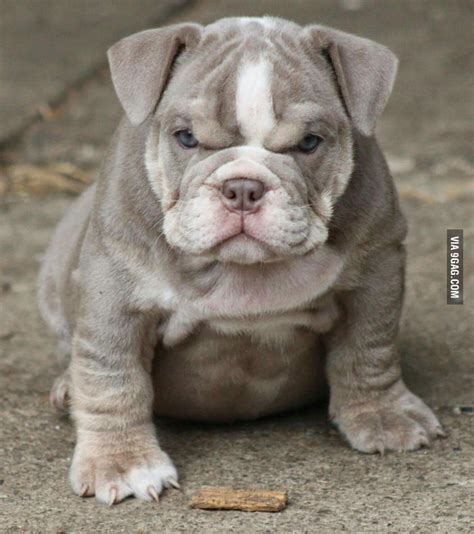 Angry Little Bulldog 9gag