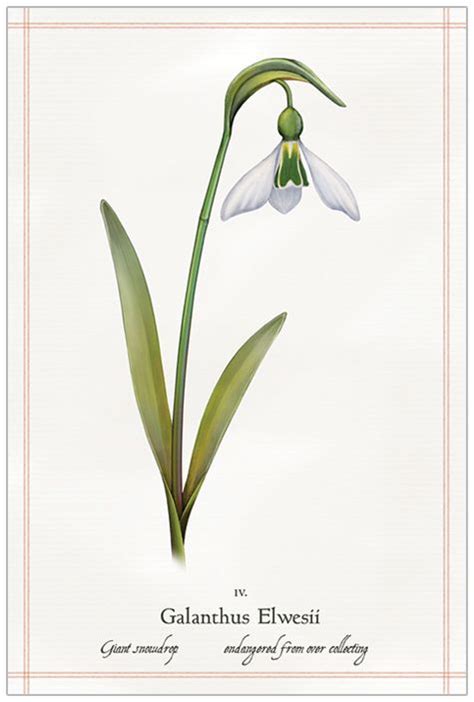 Стоковые изображения в hd и миллионы single galanthus, snowdrop spring flower with stem and leaves. snowdrop sketch - Căutare Google | Botanical drawings ...