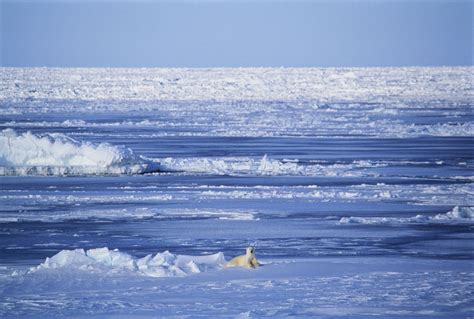 Best Places To See Polar Bears In The Wild Around The World