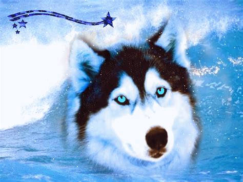 Bebe Chien Shefalitayal