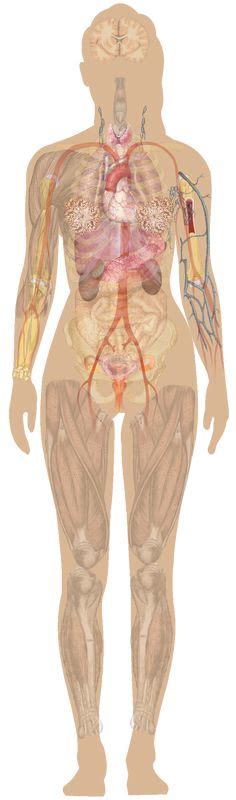 There are more than 600 muscles in the body, which together account for about 40 percent of a person's weight. 14 best Human anatomy female images | Human anatomy female ...