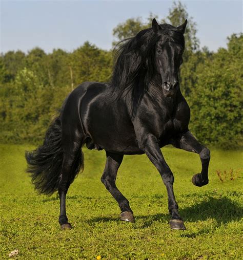 andalusian horse breed information history  pictures