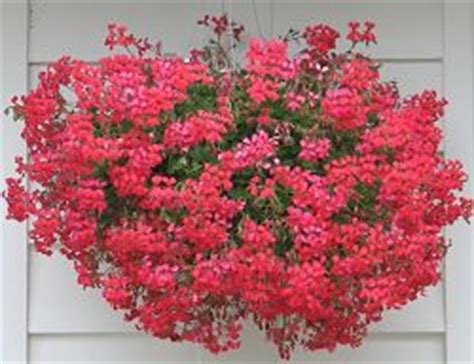 Apr 15, 2021 · ogni fiore è formato da 5 petali diversi tra loro e va a definire dei meravigliosi grappoli pendenti. Fiori da balcone pendenti - Avrò Cura di Te