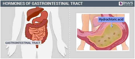 Hormones of Heart, Kidney and Gastrointestinal Tract - An Overview