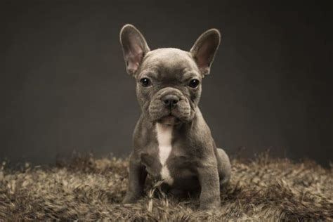 Although other breeds were used in its early ancestry, today only two purebred french bulldogs can produce a french bulldog. Blue French Bulldog Guide - Everything You Need To Know