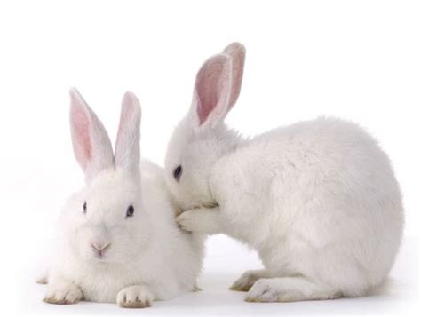 Rabbit Bonding Bunny Courtship Has Specific Rules And Behaviors