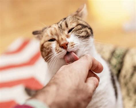 Why Do Cats Bite Then Lick You 6 Reasons Animal Quarters