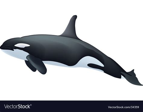 Orca Royalty Free Vector Image Vectorstock