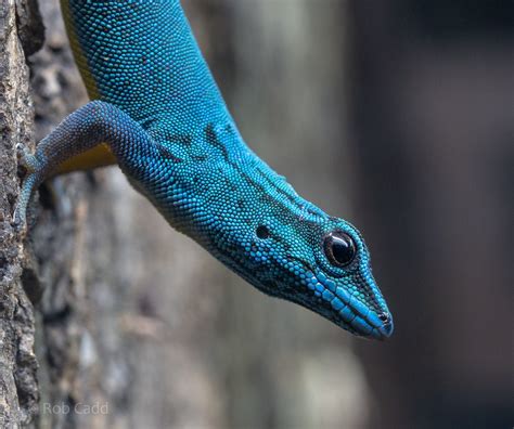 The Top 10 Most Beautiful Gecko Species In Your Opinion Zoochat
