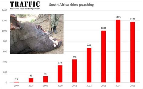 Rhino Poaching In South Africa Iwb