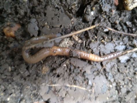 Photo Earthworm Unidentified Lumbricidae Indet