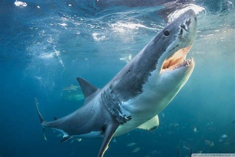 Megalodon Wallpapers ·① WallpaperTag