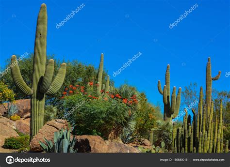 Desert cactus landscape in Arizona Stock Photo by ©nflane 166880016