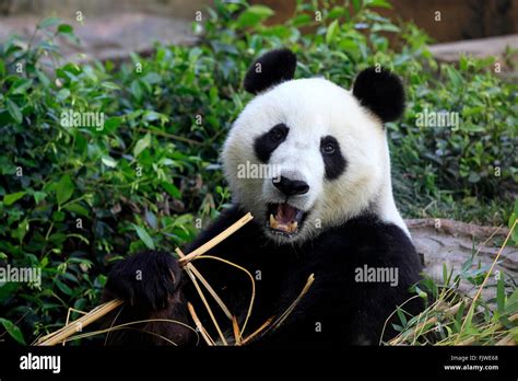 Images Giant Panda Hi Res Stock Photography And Images Alamy