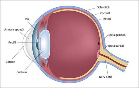 Ochiul Organ De Vederii