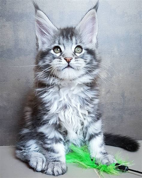 We are high quality european maine coon breeders in wisconsin. Pin on Beautiful cats