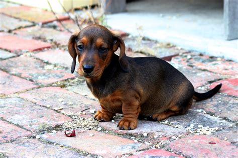 Alibaba.com offers 950 dachshund puppies products. File:Smooth Miniature Dachshund puppy.jpg - Wikimedia Commons