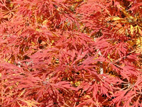 Acer Japonicum Green Cascade Japanese Maple Mr Maple │ Buy Japanese