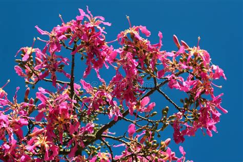 Pink Flowers Of Silk Floss Tree Ceiba Speciosa In Bloom Stock Photo