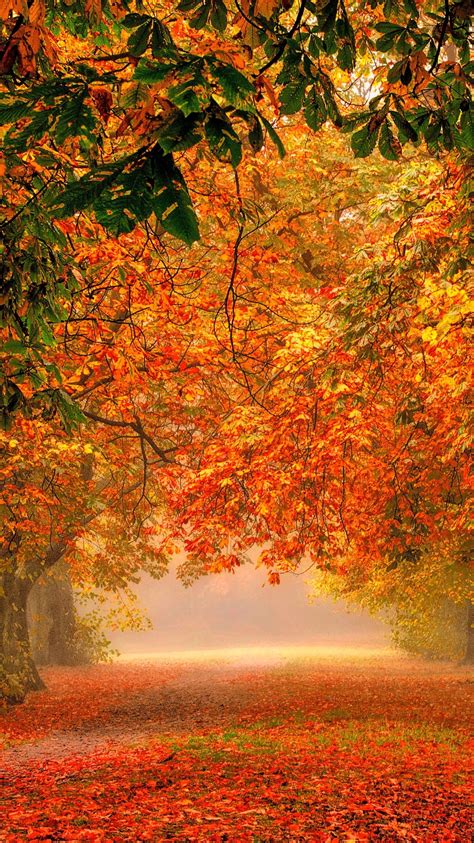 Forest Nature Park Colorful Leaves Iphone Wallpaper Autumn Scenery