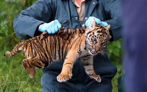 Keepers And Vets Monitor The Health Of A Tiger And Cheetah Cubs At