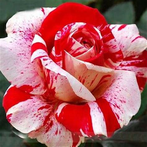 Jual Benih Biji Bunga Mawar Stripe Shrub Mawar Batik Putih Merah Di