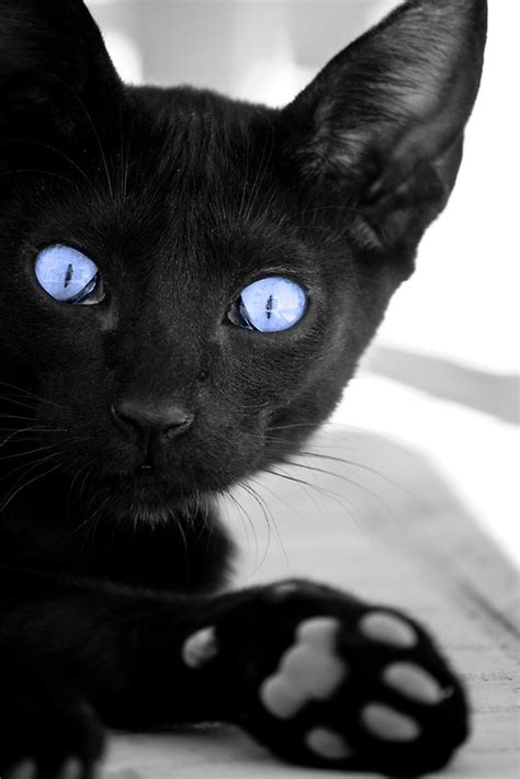 Black Cat With Blue Eyes By Mauro Rodrigues Redbubble