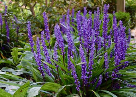 Lily Turf Liriope Muscari ‘big Blue Herbidacious