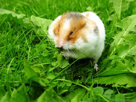 Hamster On Grass