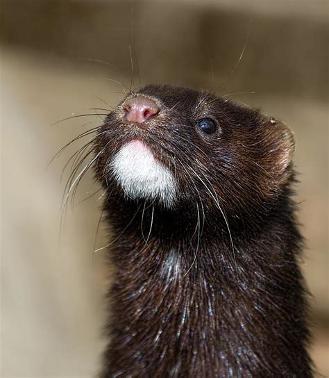 American Mink In The Uk Photograph By Mr Bennett Kent
