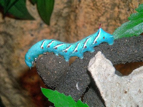 Springfield Plateau Even Hornworms Get The Blues