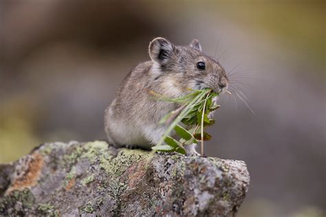 Collared Pika Tracey Harmon Photography