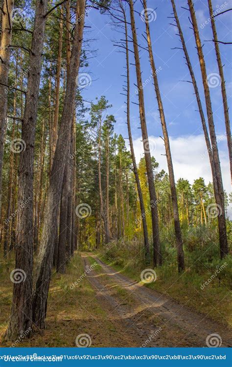 Tall Pine Trees Hang Over The Path Stock Image Image Of Hang Thicket
