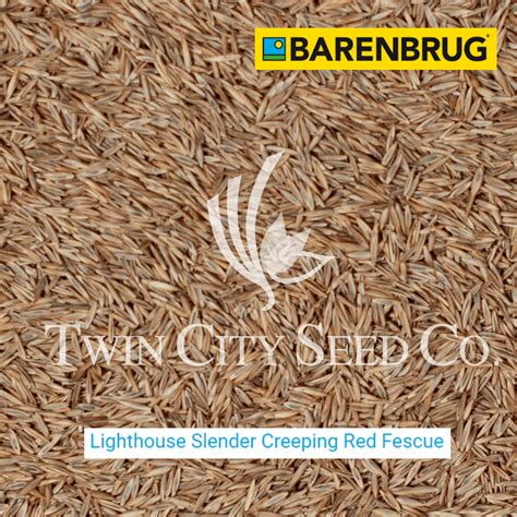 Creeping Red Fescue Slender Twin City Seed Company