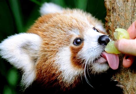The 7 Cutest Animals In The World Youve Never Seen Before