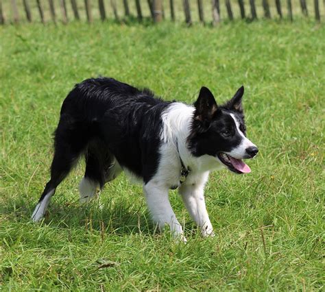 Border Collie Wikipedia