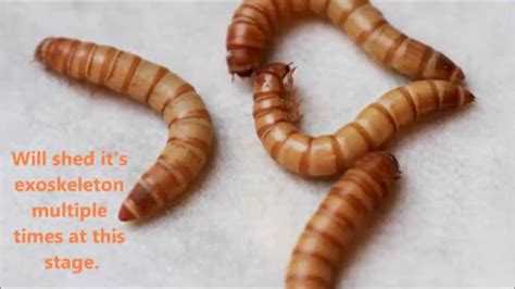 But some beagles have even lived up to 17 years. Mealworm to Darkling Beetle in under two minutes - YouTube